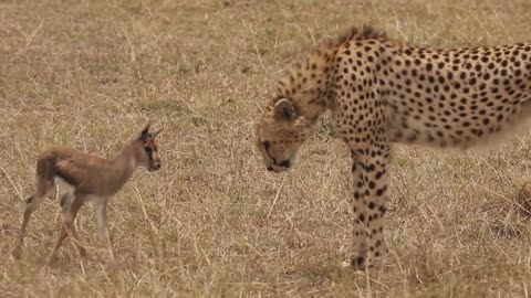 [!!Shaky Video!!] Cheetah playing with baby gazelle before eating it-15