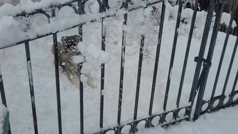 Pixie Plays With Snow - Caucasian Ovcharka Dog - Caucasian Shepherd