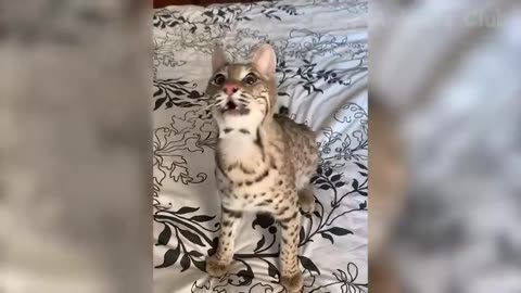 Funny animals