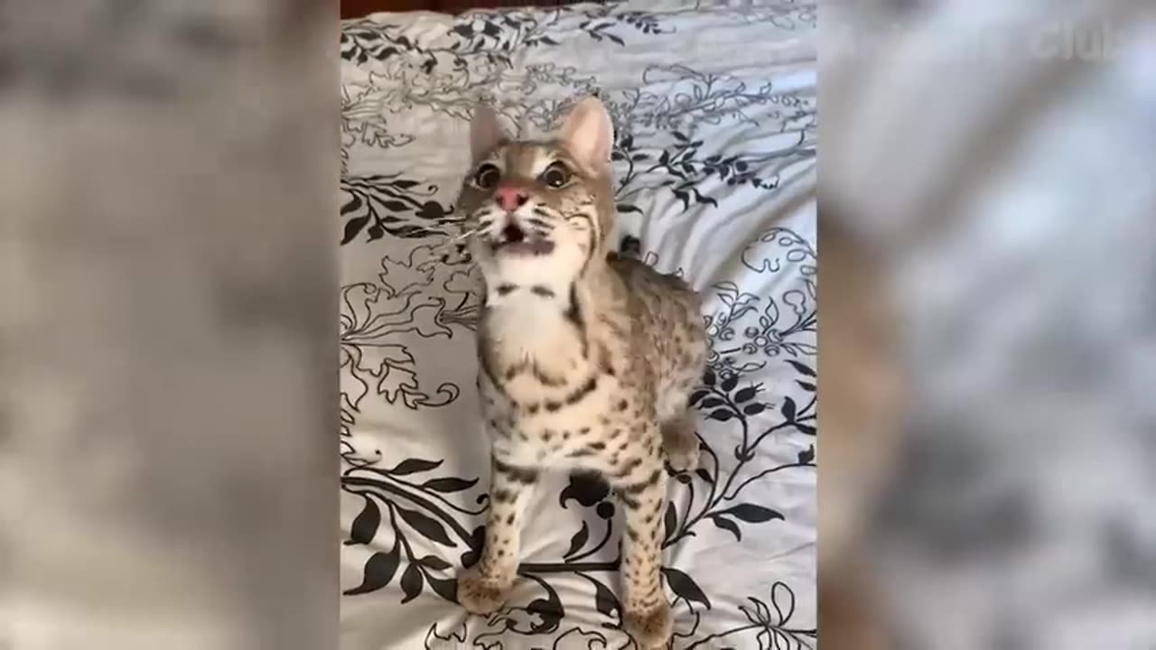 Funny animals