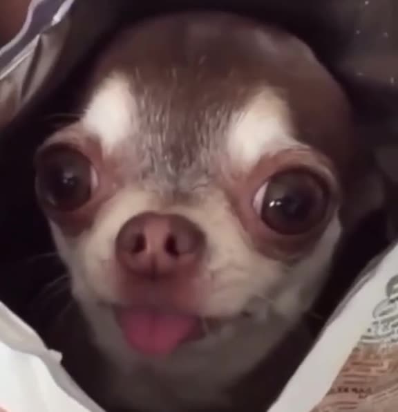 Chihuahua flavoured chips 🤣🤣🤣