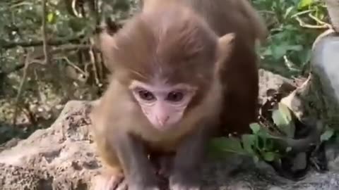 Cute baby animals - funny