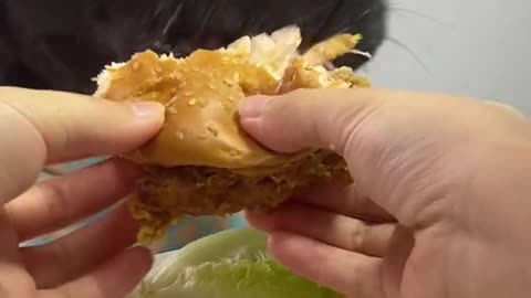 Ice Cube Crunch: Cooling Off Dog ASMR