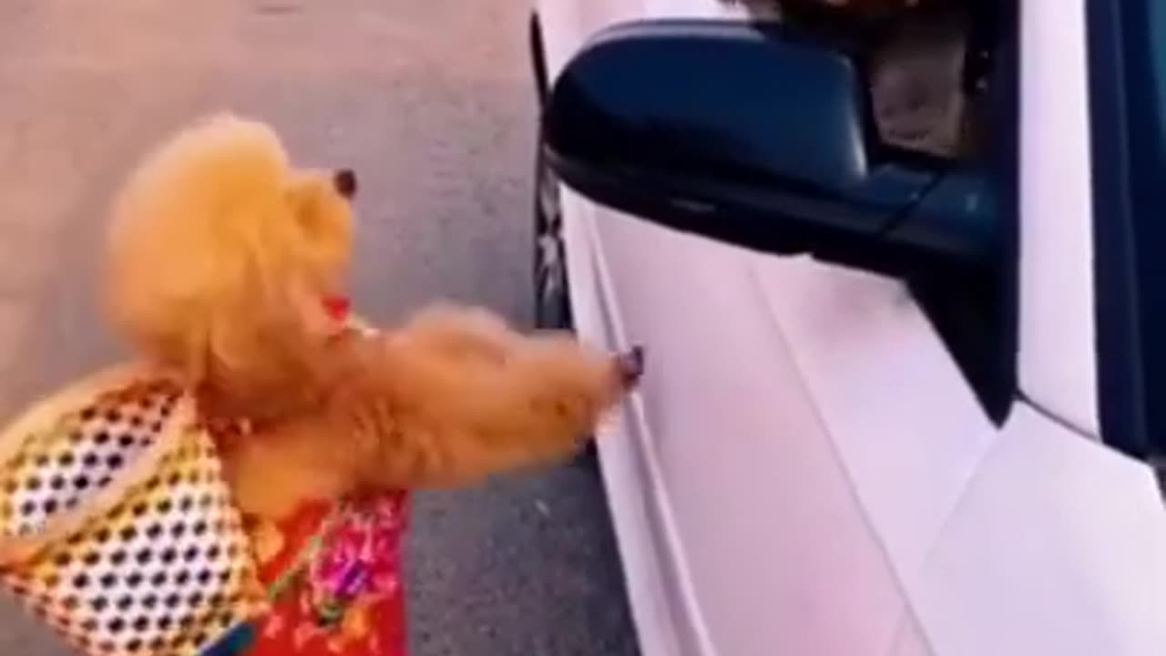 funny dog video