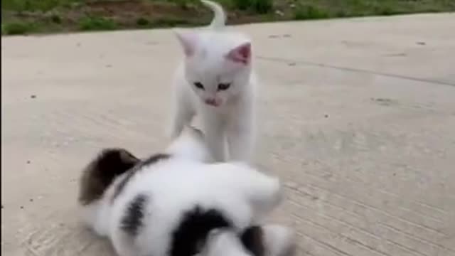 Puppy Plays With Kitten