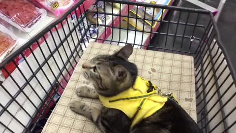 cats shopping