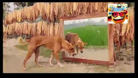 dog funniest video21