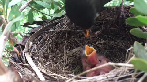 Blackbird nesting - from building the nest to leaving the nest