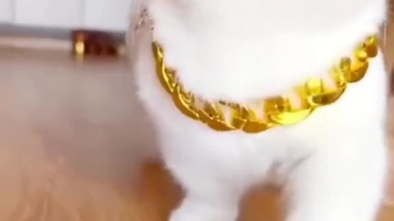 Very cute cat 🐈😺
