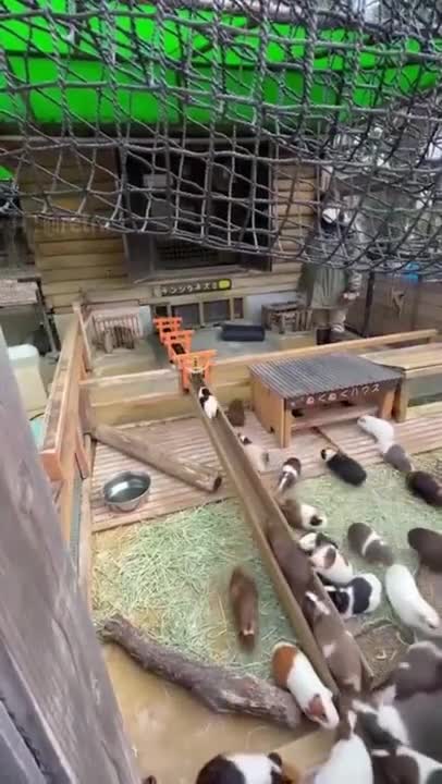 ❌ Gli italiani negli hub vaccinali spiegato semplice... 🤷