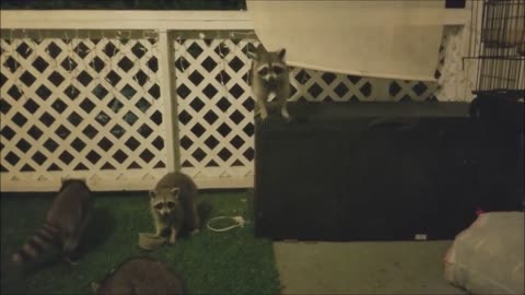 Funny Raccoon Compilation (FUNNY VIDEOS)