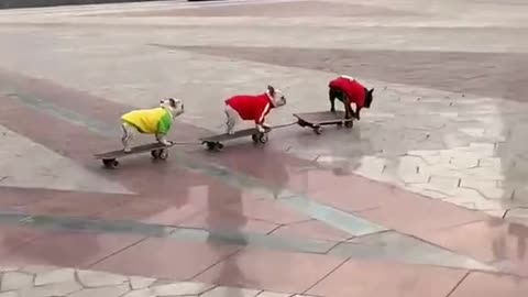 Funny Animals Series 279