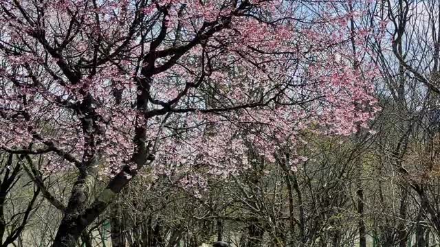 An agreement under the cherry tree to travel to the Great Jiuhu Lake