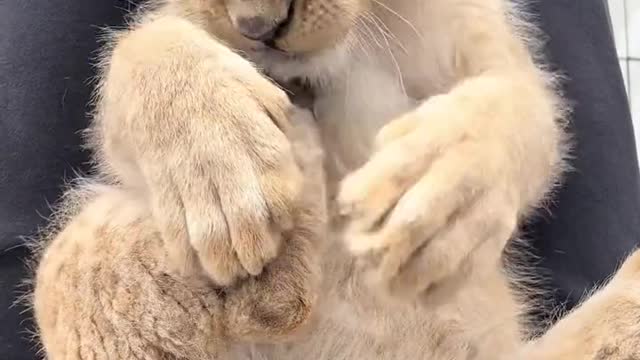 Cute little lions eat claws,