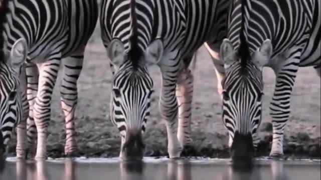 Animal Wild animal zero distance Africa impression amazing animal zebra