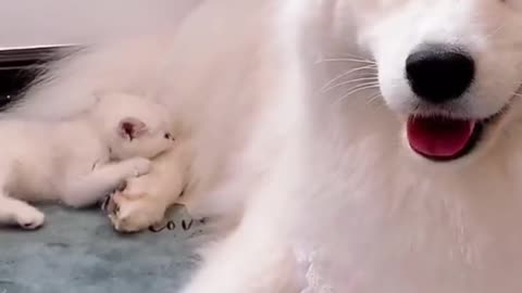 A cute dog playing with her mom