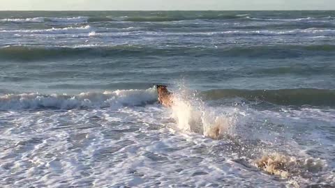 A bold dog rushing towards the sea