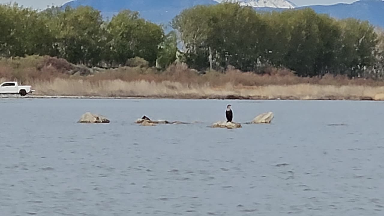 Birds on the lake