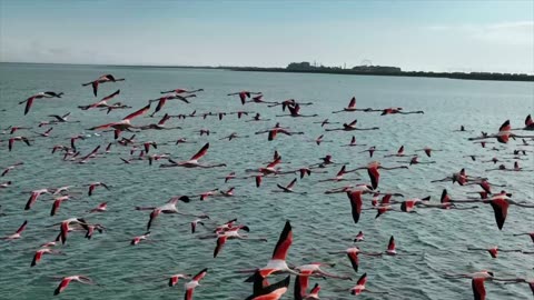 Flying Flock of Flamingos