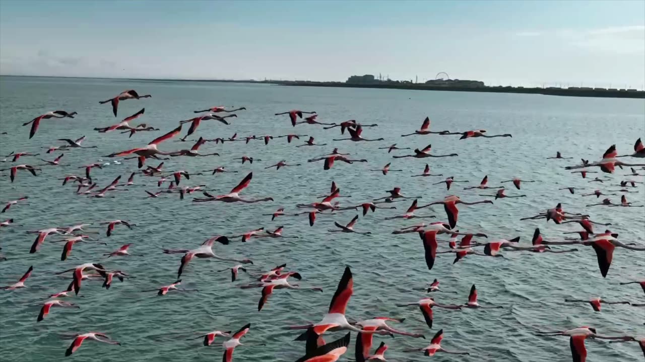 Flying Flock of Flamingos