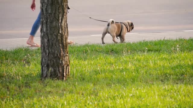 Girl walking her pug puppy in a park