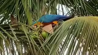 Parrot picks coconut and drinks its water