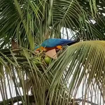 Parrot picks coconut and drinks its water
