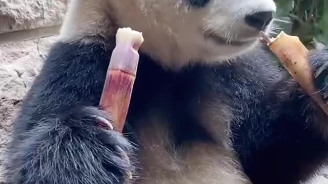 Pandas eat bamboo shoots