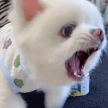Funny animals video, kitten cat funny video, funny cats and dogs