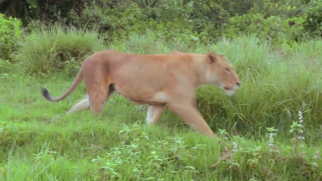 a beautiful female lion on the prowl in africa