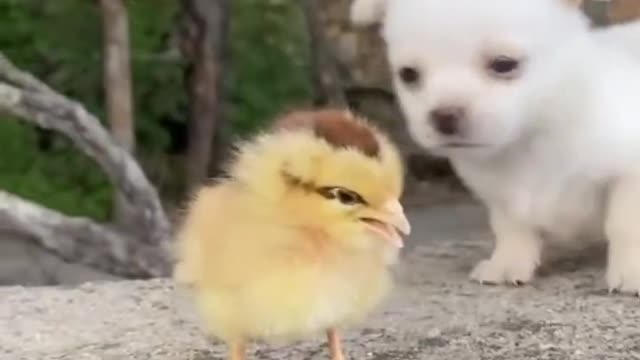 Chicken and duck playing