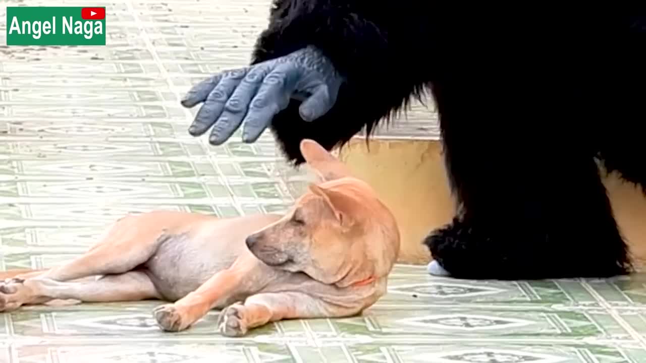 [ Best New Prank ] Fake Gorilla prank Dogs Make Funny Feeling Dogs - Super Funny