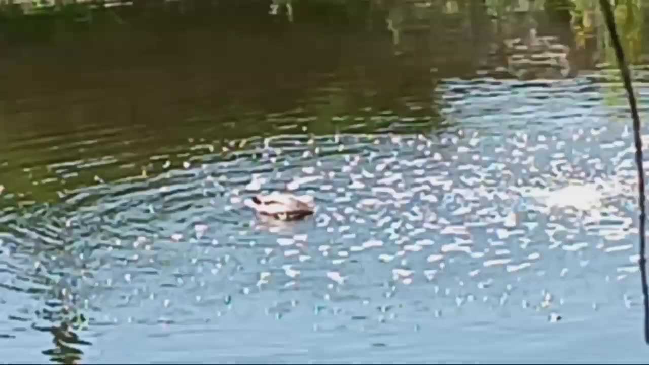 Just Ducky Pond Find
