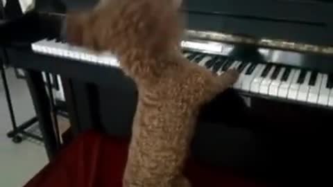 cute dog play piano and singing at the same time