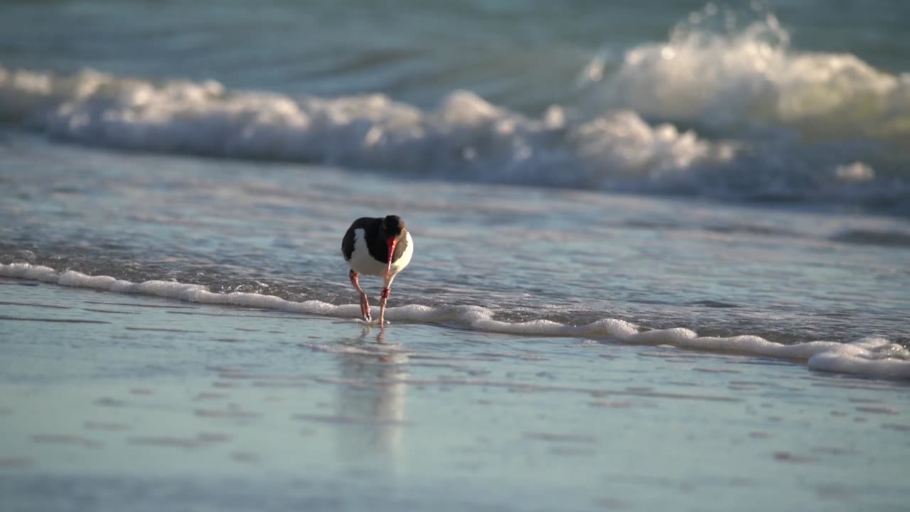 AOC on My Local Beach