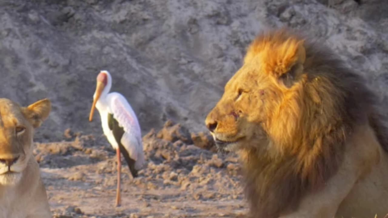 Lion shooting wildlife shoot traveling jungle