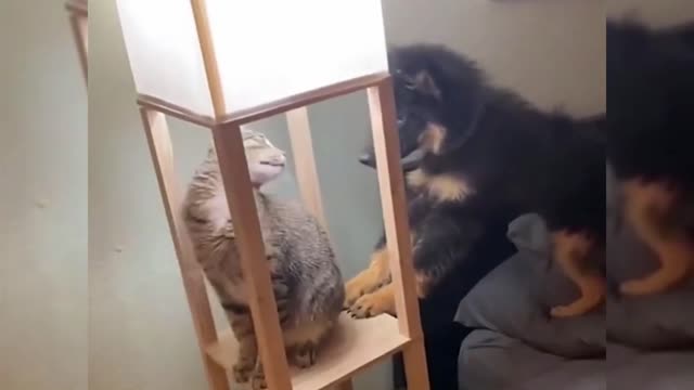 Funny Animal Videos