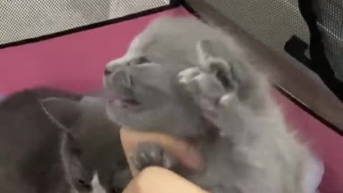That's My Babies!!! So Sweet Cats Videos