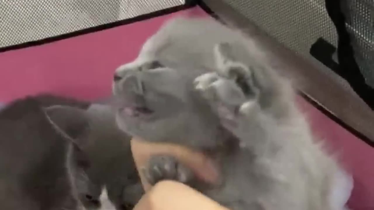 That's My Babies!!! So Sweet Cats Videos