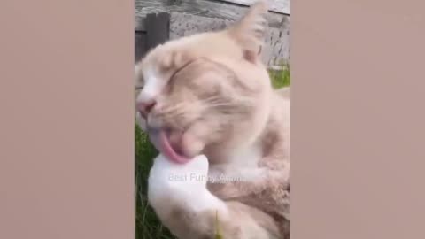 Funny cats video's just enjoy