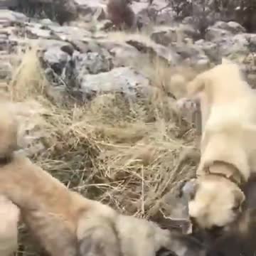 Two dogs attack a hyena with unexpected ferocity - كلبان يهاجمان ضبعا بشراسة غير متوقعة