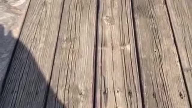 WHAT THE HELL IS GOING ON IN MEXICO?