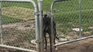 Dog Wants to Go Through Smaller Gate