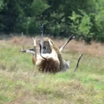 New video of lion hunting deer