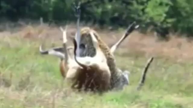 New video of lion hunting deer