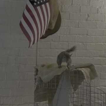 Sami got her American Flag!!!