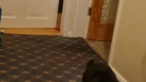 Scronch time with Loki