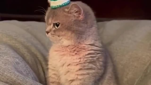 Cats
