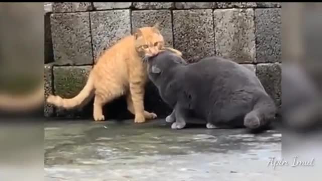 Cats Meowing | #25 😻 Best Funny Cats and Funny Kittens Videos Compilation 2021 | Apin Imut