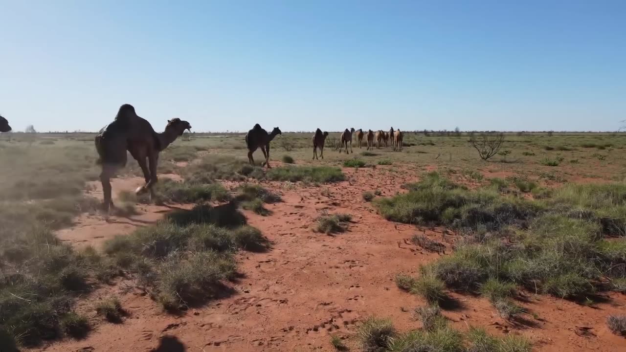 loin vs camel biggest fight caught on camera the loin mistake by....